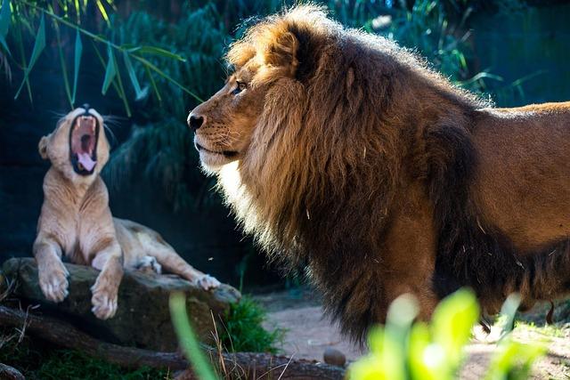 Rangers on the frontline of wildlife monitoring: a case study on African lions in Uganda’s Nile Delta – Nature.com