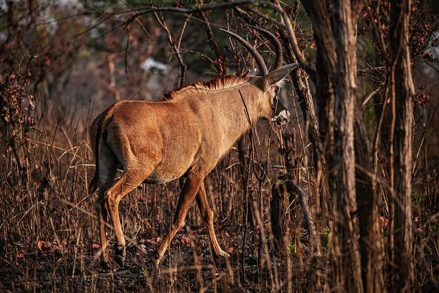 Onchocerciasis in the Cameroon–Chad border area after more than 20 years of annual mass ivermectin distribution – Parasites & Vectors