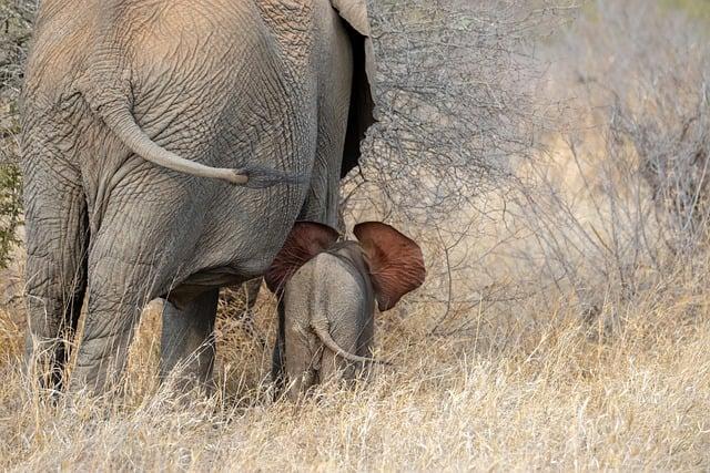 Ecological Implications of Elephant Culling in Southern Africa