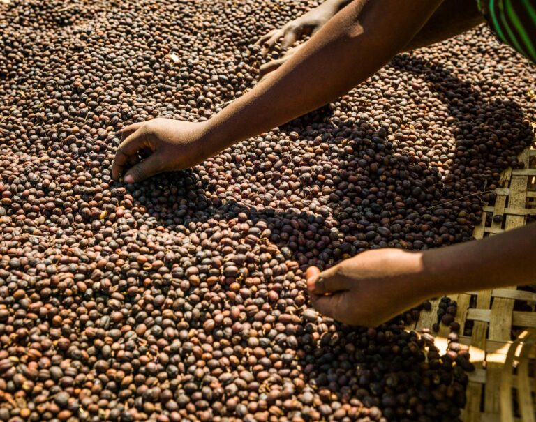 Ethiopia’s DPM Stresses Need for Africa to Invest in Coffee Industry, Expand Global Market Share – ኢዜአ