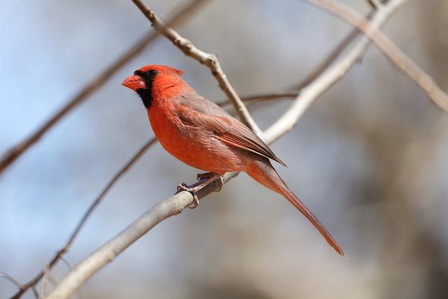 Faith as a Foundation: Cardinal's Emphasis on Spiritual Resilience