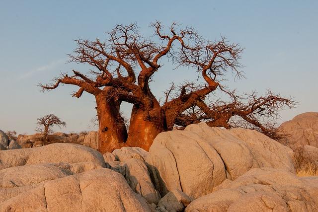 Baobab⁤ Seeds: A Unique⁣ Case of ⁤Natural drifting Across Oceans