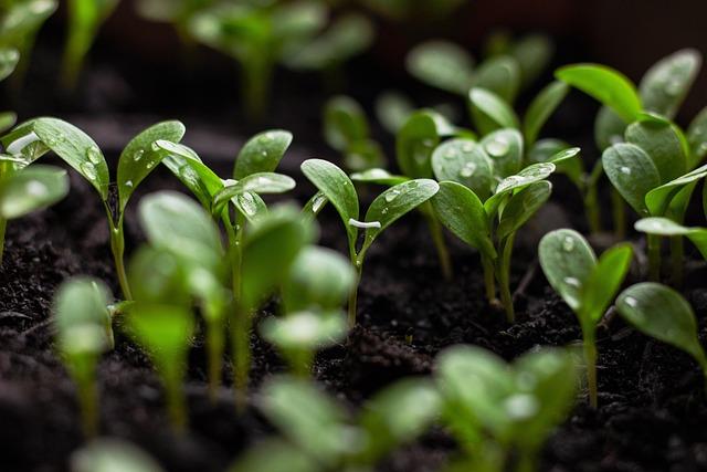 Addressing Climate Challenges: The Role of Special Agro-Industrial Processing Zones in Sustainable Farming