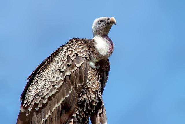 Eswatini Takes Bold Step to Combat Lead Poisoning in Vultures – BirdLife International