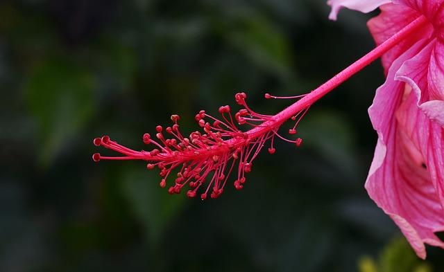 Strategies for Mitigation and Control of Devil's Hairy Hand in Kenya