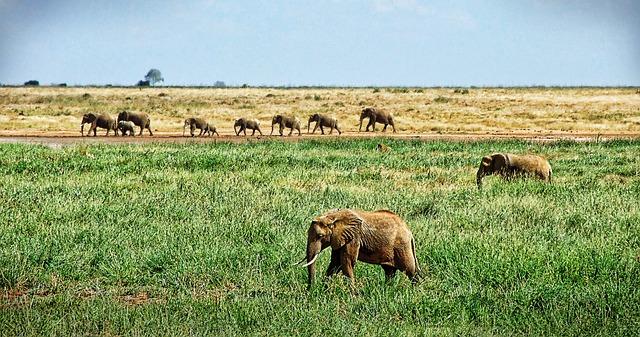 Showcasing Unique Destinations: The East African Experience