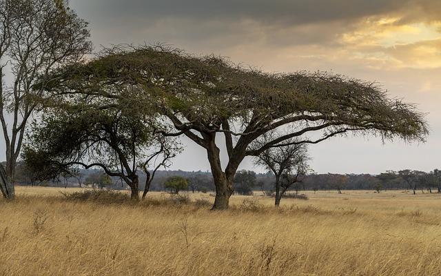 Zimbabwe's Declaration of El Nino Drought as a National Disaster