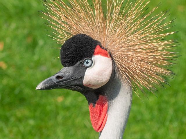 Habitat Loss and Human Encroachment Threatening Crested Crane Populations