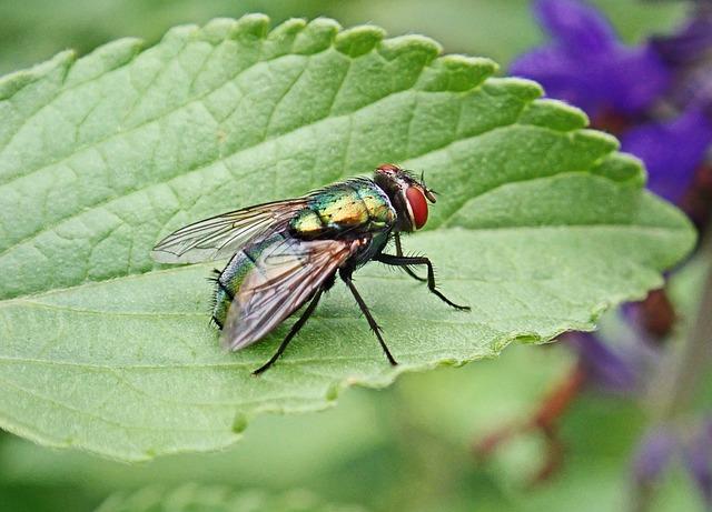 Understanding⁣ the Tsetse Fly Distribution in angola