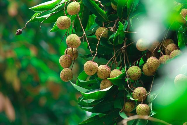 Impact of Climate Change on Lychee Harvests and Grower Livelihoods