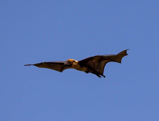 Investigation Uncovers ⁣Bats as Possible Source of Lethal Disease in Congo