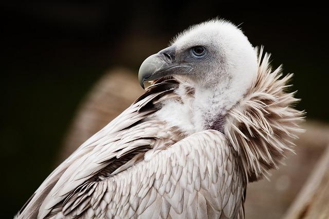 Future Directions: Key Recommendations for Sustaining Vulture Health in Eswatini