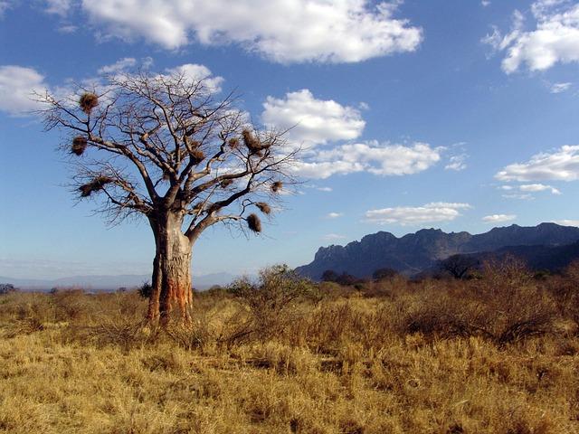 Ecological Significance of Baobab Trees in Africa and Australia