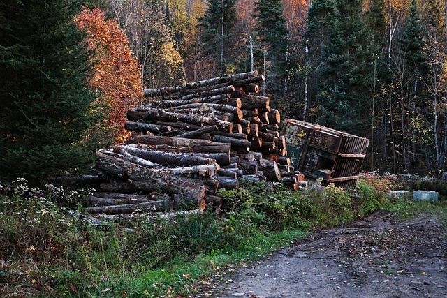 The Impact of Deforestation on Sierra Leone's Ecosystem