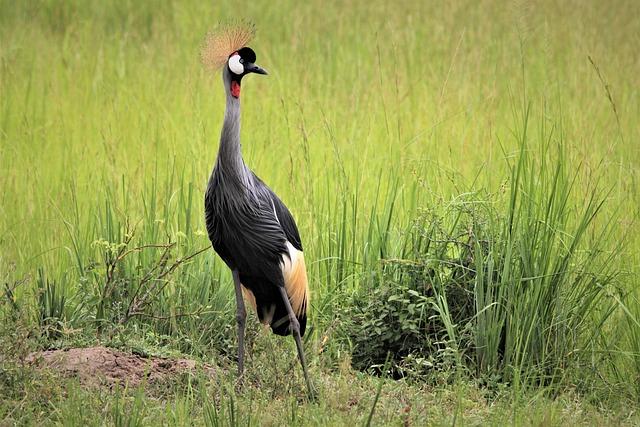 The Impact of Climate Change on Crested Crane Migration Patterns