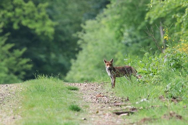 Future Directions ‍for Research and Conservation ⁢in threatened‌ Ecosystems