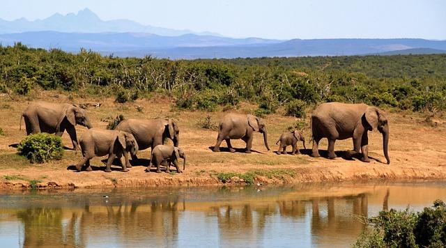 tips for Finding Off-Peak Safari Deals