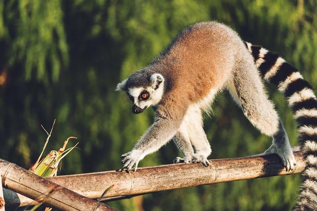 Madagascar's New Visa-Free Entry Policy: A Game Changer for Tourism