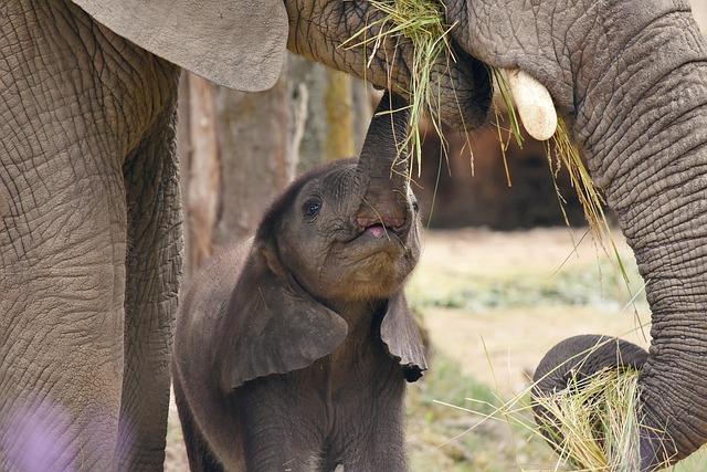 Elephant conservation Efforts in Zambia Receive Significant Funding Boost