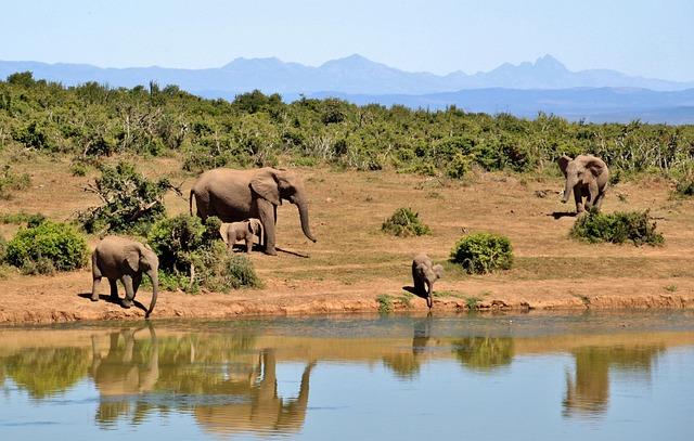 Celebrating a Milestone: The Life and Legacy of a 118-Year-Old South African Woman