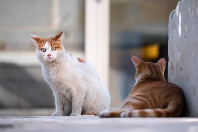 Impact of Stray Lions on Local Communities and School Closures