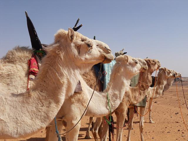 The Tuareg Rebels: A brief Overview of Their Role and Objectives