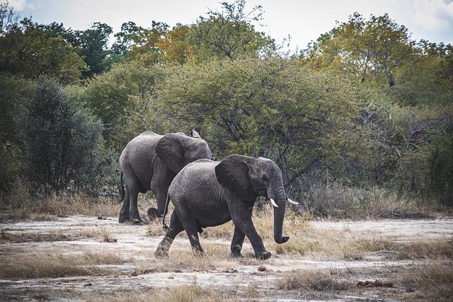 Zimbabwe and Namibia will kill scores of elephants to feed people facing drought - The Associated Press