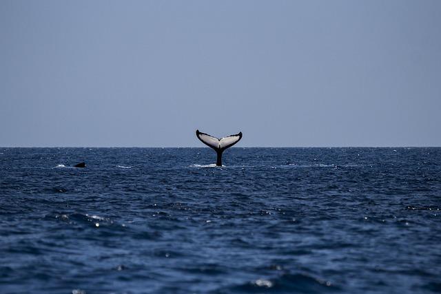 Blue Whales Reemerge in Seychelles Waters After Long Absence