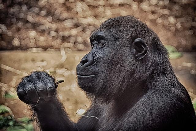 Understanding the Ecological ‍Importance of Gorillas