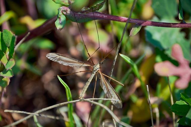 Urban Infestation Patterns Contributing to Malaria Rise in east Africa