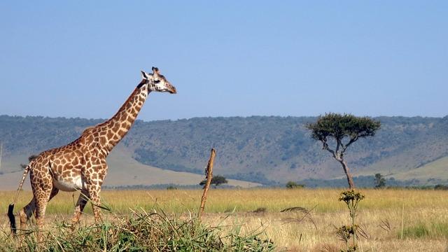 Fauna / Elite syndicate threatens Tanzania’s Masai giraffe - ENACT Africa