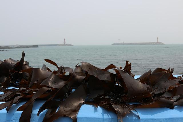 The Environmental Impact of Kelp Blue's Initiative