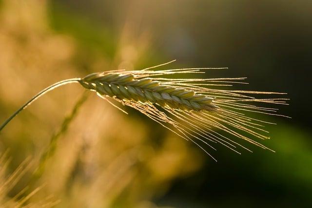 Strategies for Sustainable Agricultural practices in Sierra Leone