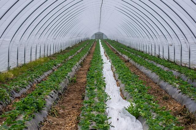 Innovations in Drip Irrigation: Reducing Water Waste and Increasing Yields