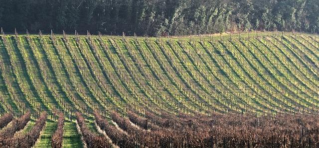 The Role of ⁣Terroir ⁤in ⁤crafting Unique African Wines