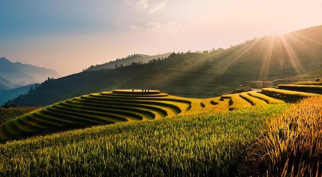 Barriers to Local Rice Production and Strategies for Overcoming Them