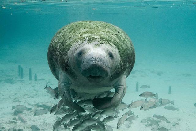 Community ‌Engagement: How Local Populations Are Advocating for Manatees