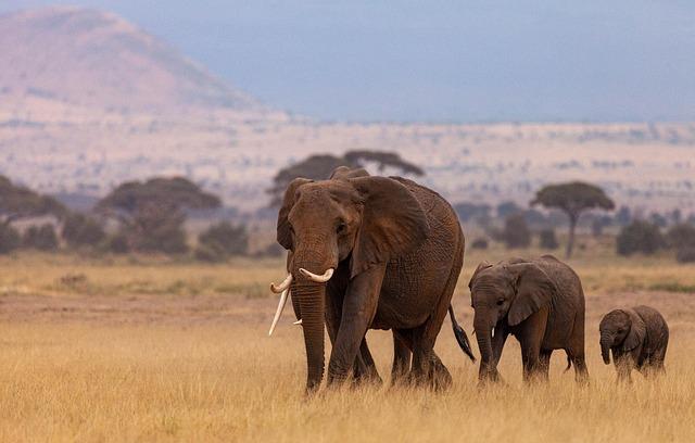 Navigating the Changes: Essential Tips for African Visitors Planning to Travel to Kenya