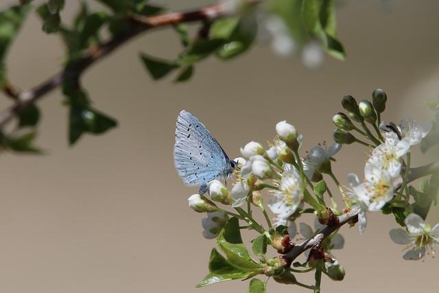 Enhancing Biodiversity Conservation through Community‌ Engagement