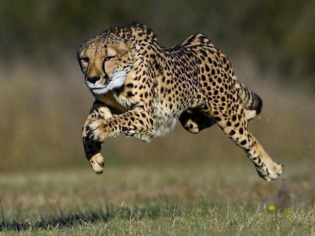 Kuno National Park: A New Home for Endangered Cheetahs