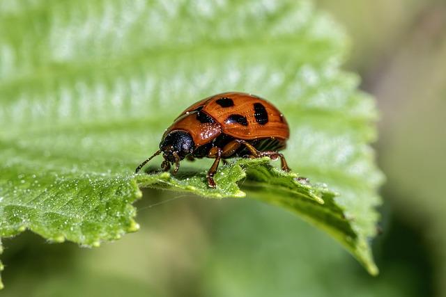 Challenges in Pest Management and Agricultural Practices Contributing to Production Loss