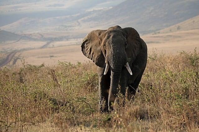 Wildlife in Peril: The Intersection of Conservation and Traditional Healing in Eswatini