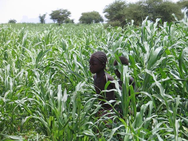 Future Prospects: Assessing the Impact on Mali's Mining Sector and Foreign Investment