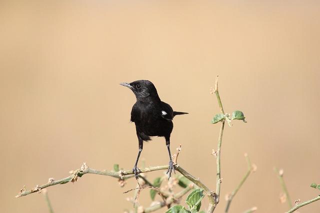 Insights into the Unique experiences Offered on African Safaris