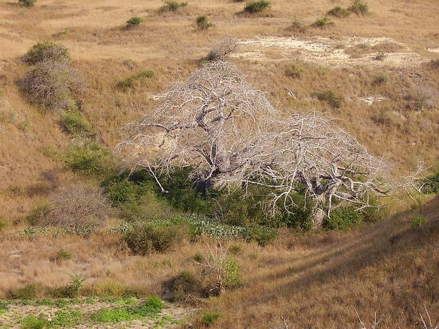 Regional Cooperation and the Role of ​International Partnerships in Angola's Transition