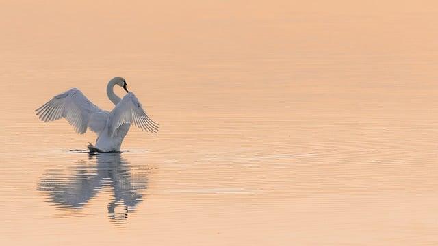 Conservation Efforts: Protecting Mauritania's Natural Heritage