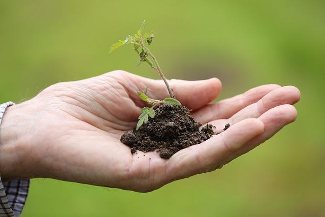 Activism Meets Reality in Mali’s Tree Planting Initiatives