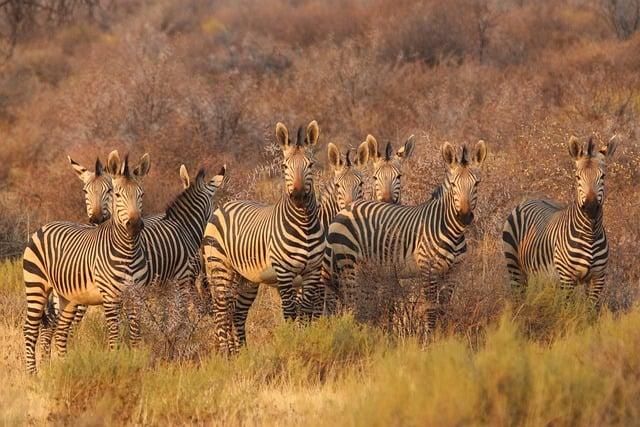 Why you should go on a safari lake cruise in southern Africa - National Geographic