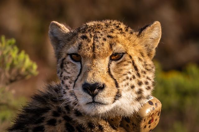 Monitoring and Research: Ensuring the Success of the Cheetah Population Reestablishment