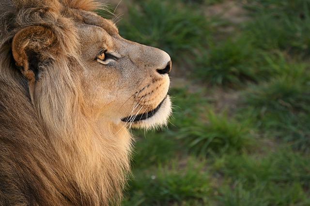 Understanding the Lion Population: Insights into Wildlife Dynamics in Zimbabwe